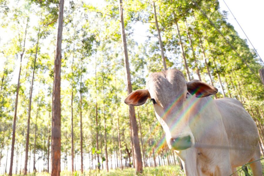 Agropecuária - Foto: João Carlos Castro - CNA