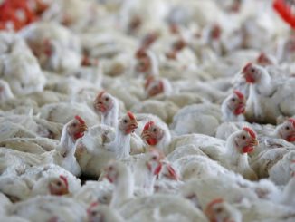 Granja de frango - Foto: Rodolfo Buhrer - Reuters