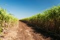 Plantação de cana-de-açúcar - canavial - Foto: Getty Images