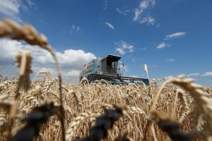 Campo de trigo na Ucrânia - Foto: Valentyn Ogirenko - Reuters