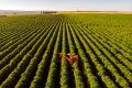 Campo com produção agrícola - Foto: Getty Images - wsfurlan