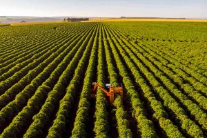 Campo com produção agrícola - Foto: Getty Images - wsfurlan