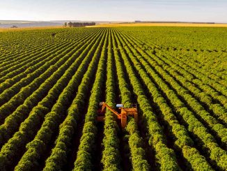 Campo com produção agrícola - Foto: Getty Images - wsfurlan