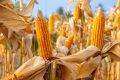 Plantação de milho - Foto: Lamyai - Gettyimages