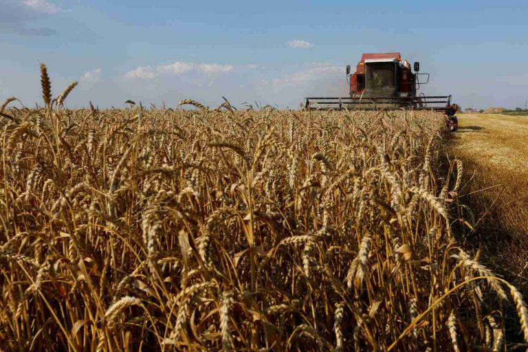 Campo de trigo na região de Zaporizhzhia, Ucrânia - Foto: Reuters