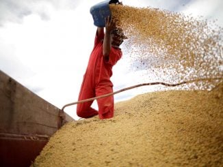 Trabalhador na colheita de soja - Foto: Ueslei Marcelino - Reuters