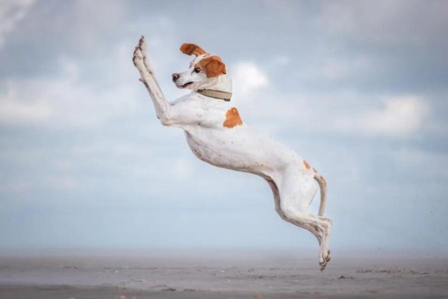 The Comedy Pet Award