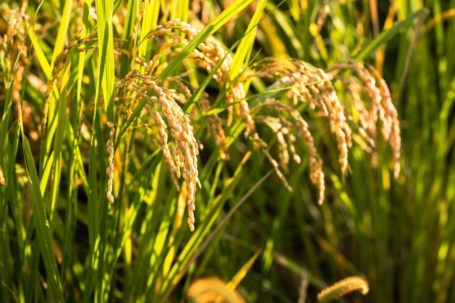 chuvas no rs: governo prepara medida para conab importar 1 milhão de toneladas de arroz