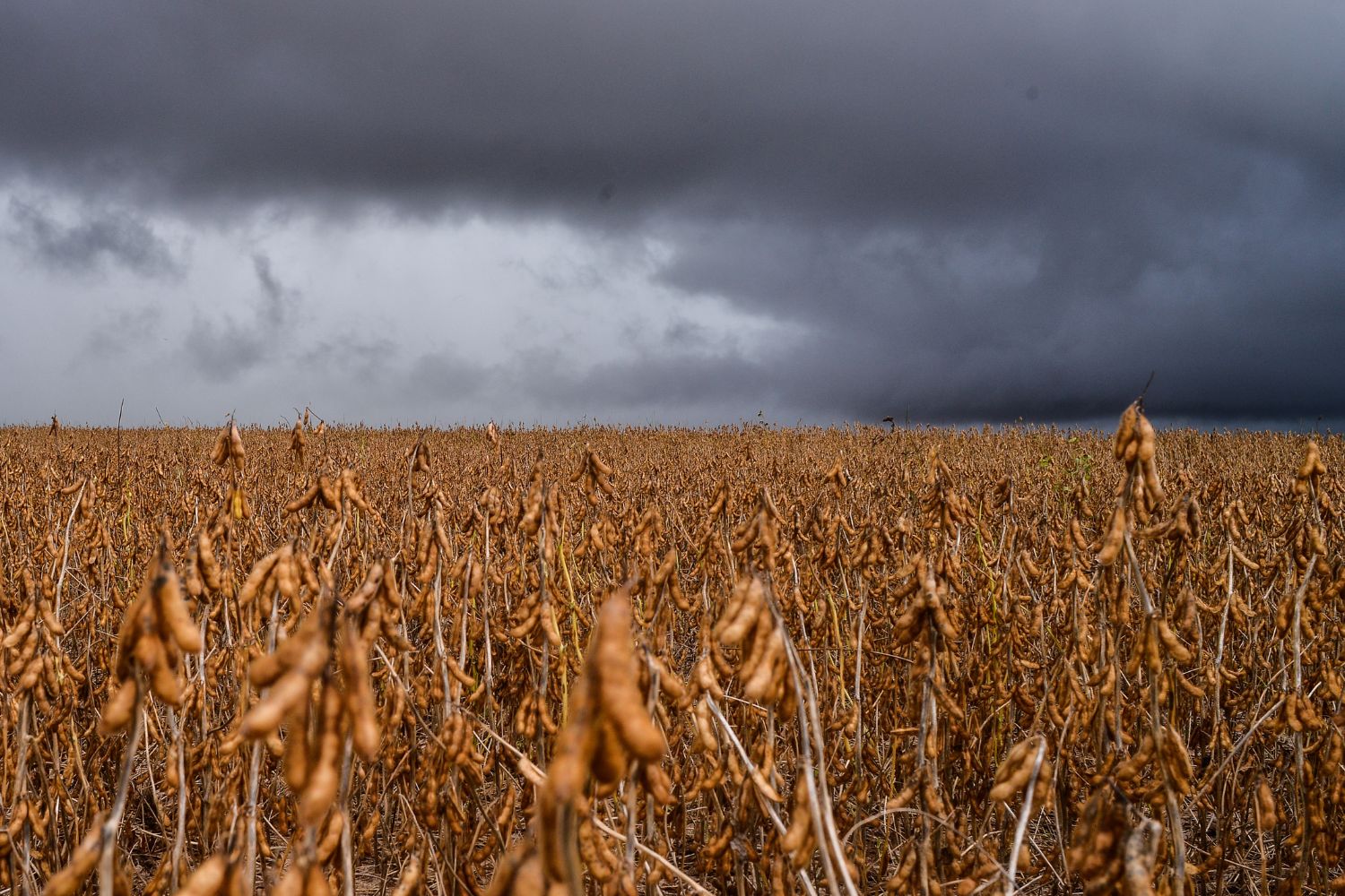 chuvas no sul: produtor corre para salvar o que resta das lavouras; prejuízo é incalculável