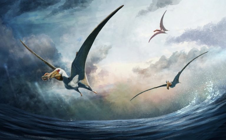 Reconstrução da vida do recém-identificado pterossauro do Período Cretáceo Haliskia peterseni, que viveu na Austrália há cerca de 100 milhões de anos