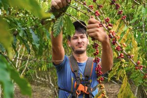 Divulgação Café Apuí