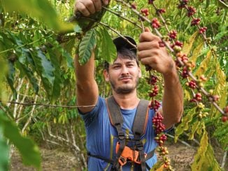 Divulgação Café Apuí