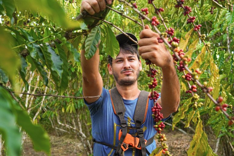 Divulgação Café Apuí