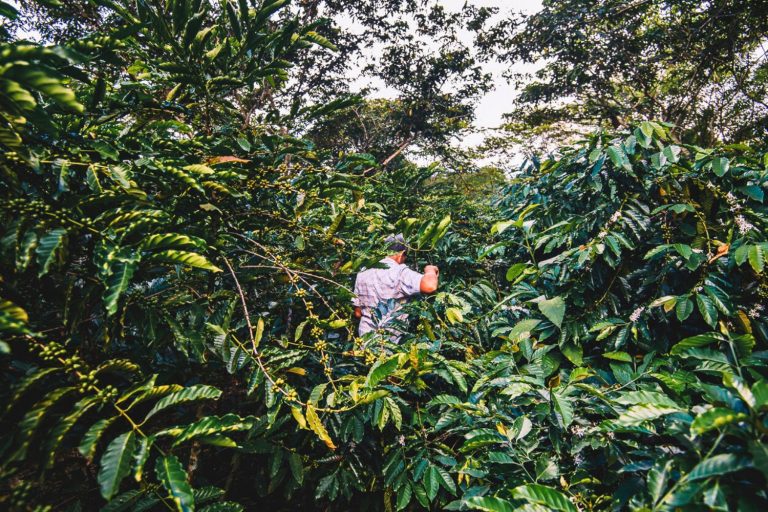 Divulgação Café Apuí Agroflorestal