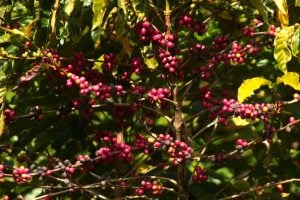 Divulgação Café Apuí Agroflorestal