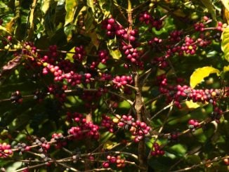 Divulgação Café Apuí Agroflorestal