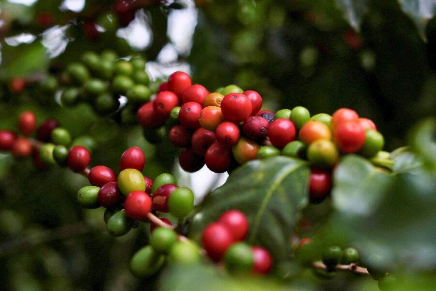 Pé de café com grãos maduros