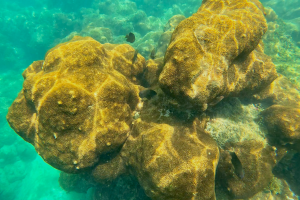 Foto de um recife de coral na praia de Porto de Galinhas via GoPro