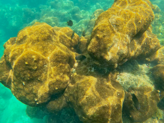 Foto de um recife de coral na praia de Porto de Galinhas via GoPro