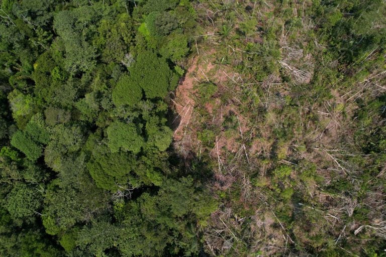 créditos de carbono Amazonas