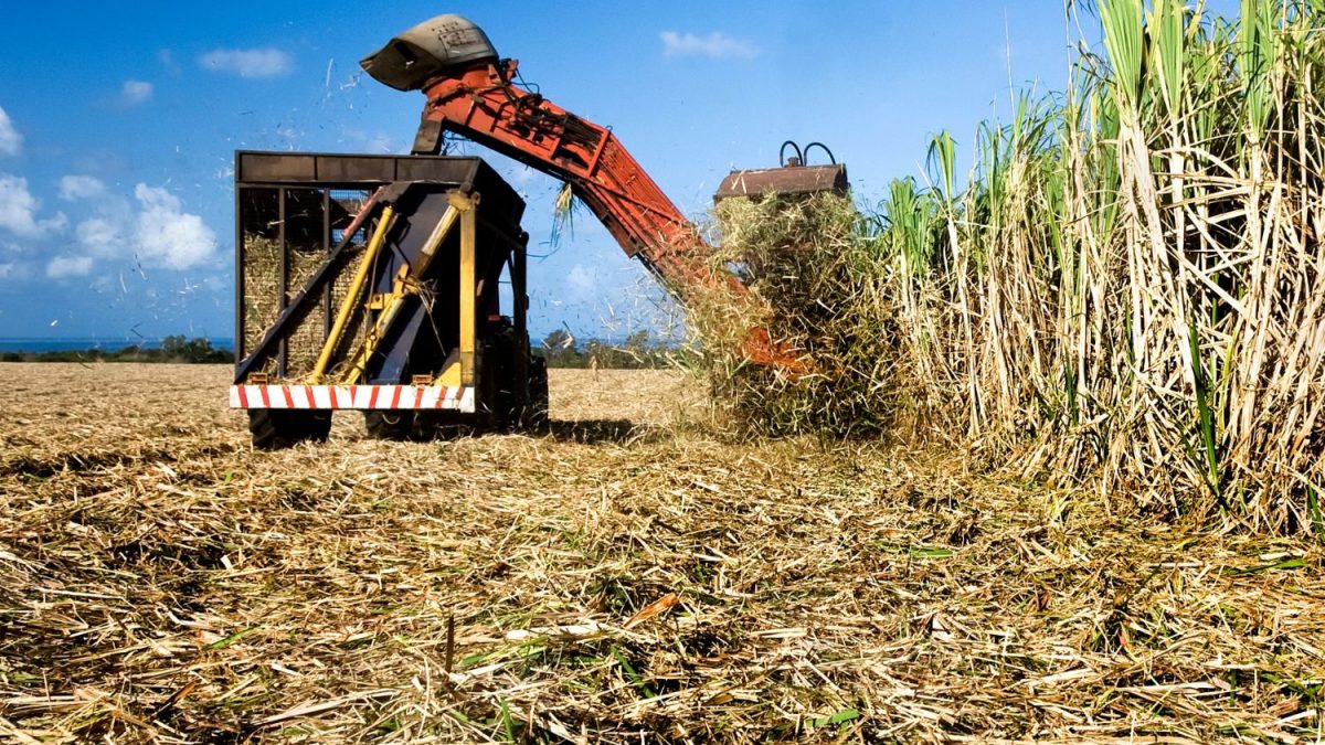 ACP Bioenergia prevê elevar área de cana e grãos em quase 50% até 2028