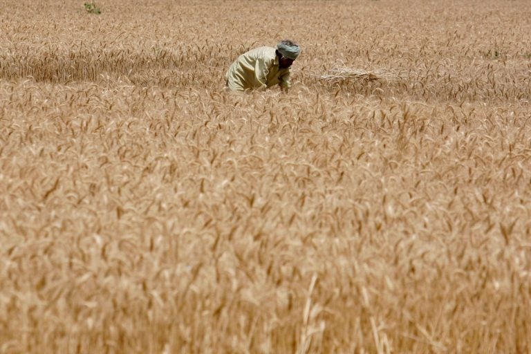 Campo de trigo