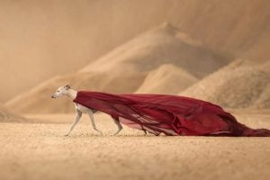 Regine Jensen/Dog Photography Awards