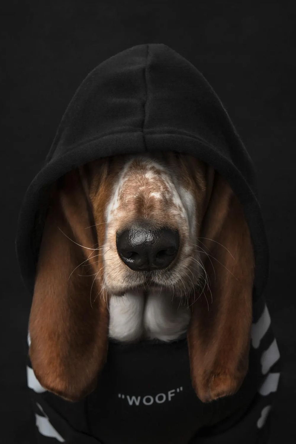 Rachel Hendrie/Dog Photography Awards