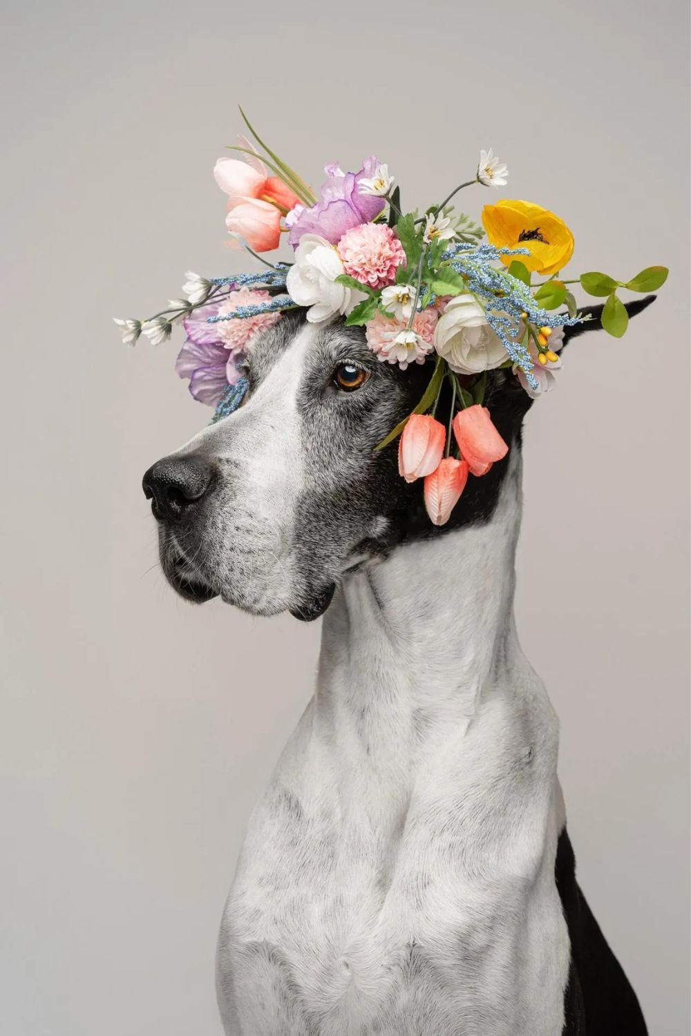 Nadia Itani/Dog Photography Awards