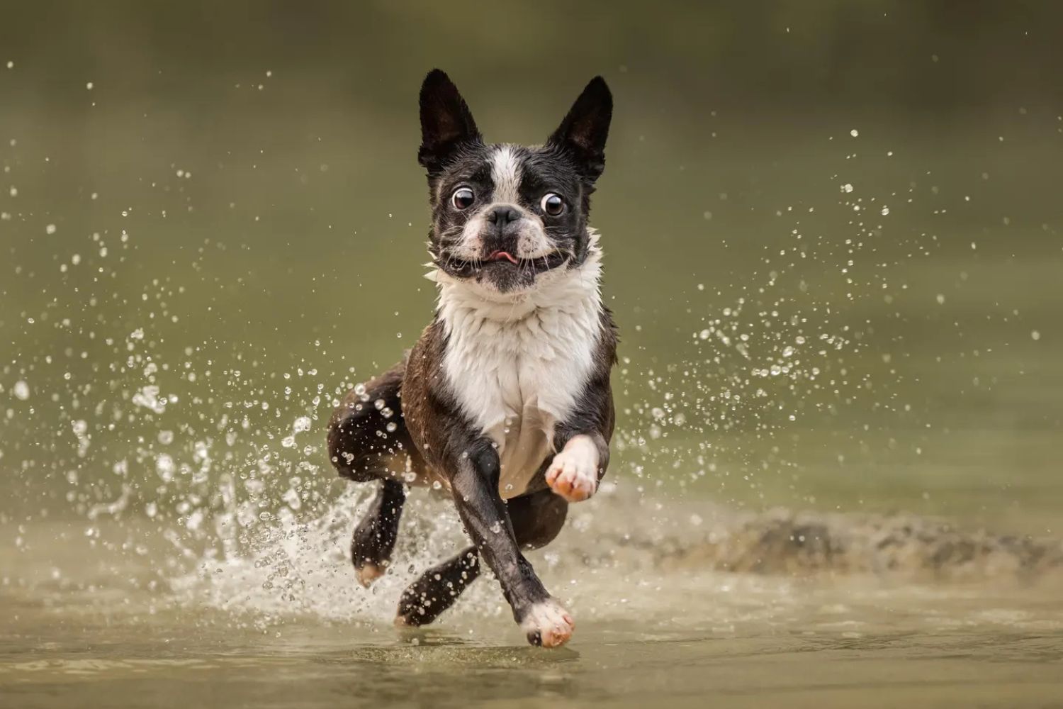 Nika Kuplenk Golobič/Dog Photography Awards