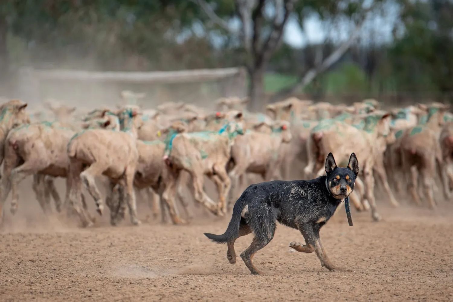 John Fabiano/Dog Photography Awards