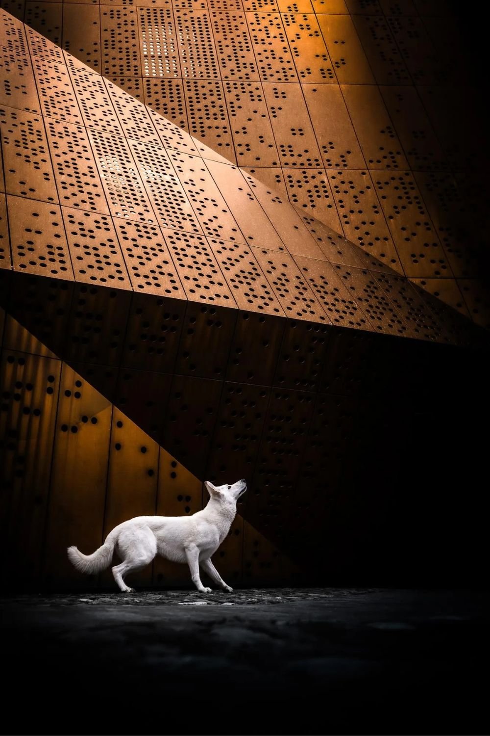 Rhea Nellen/Dog Photography Awards