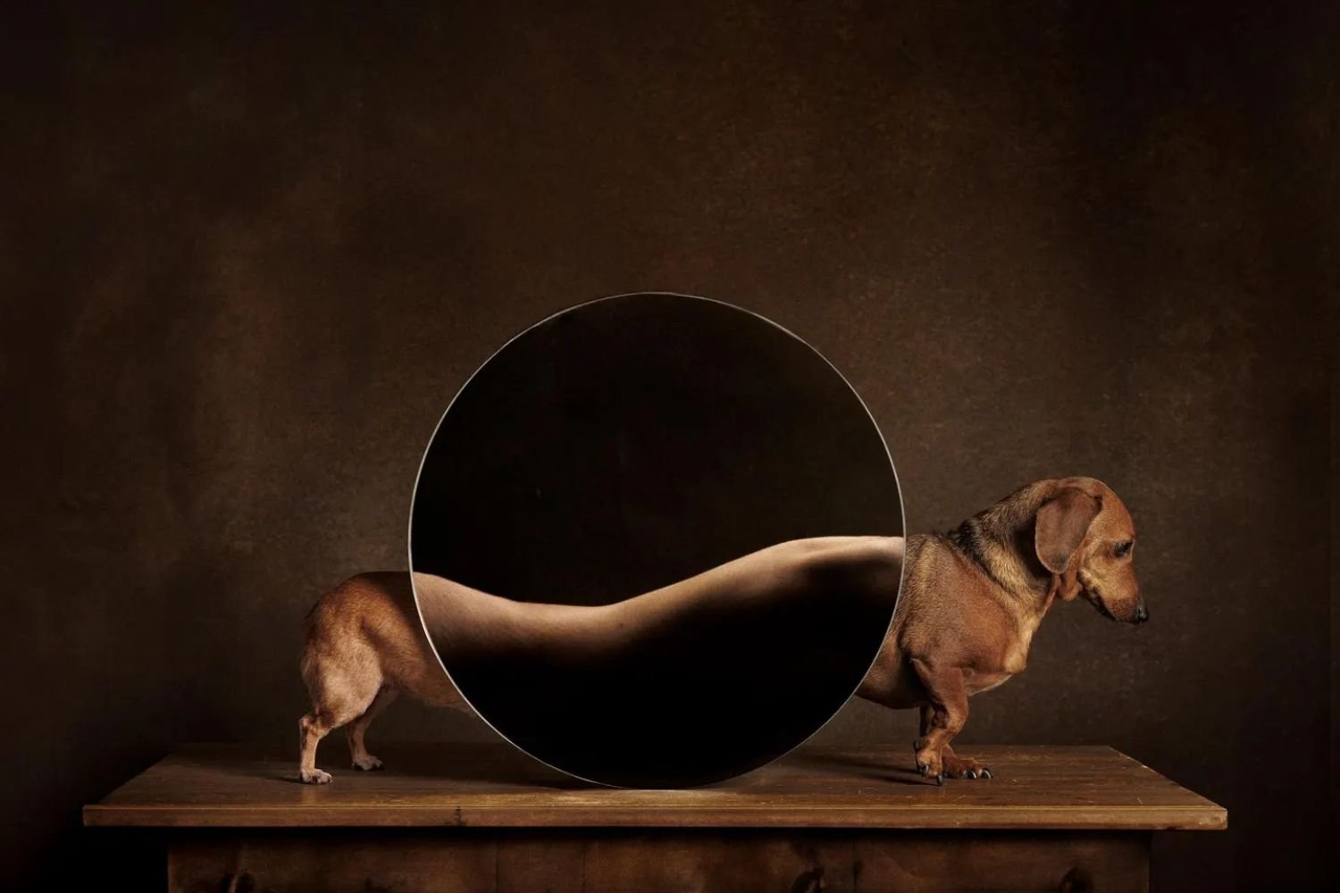 Valeria Cassina/Dog Photography Awards