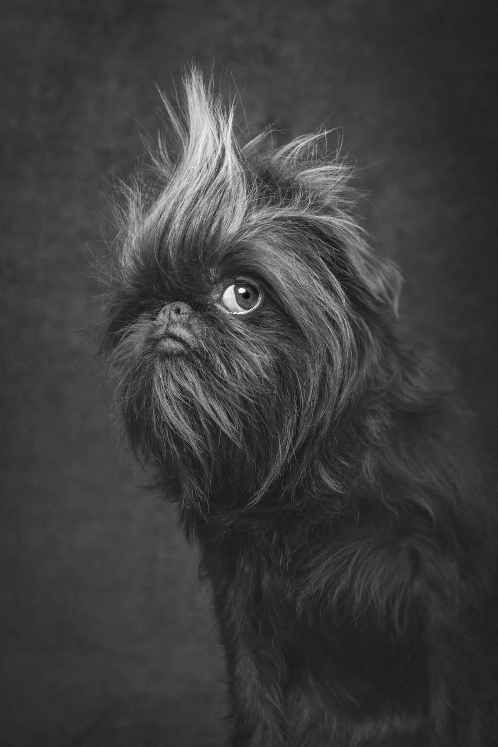 Donna Victor/Dog Photography Awards