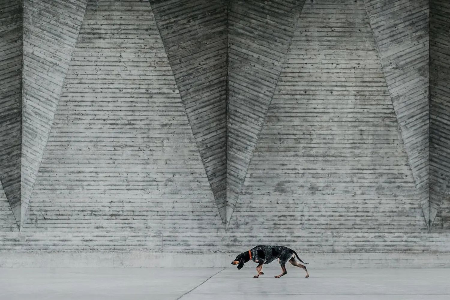 Lea Styger/Dog Photography Awards