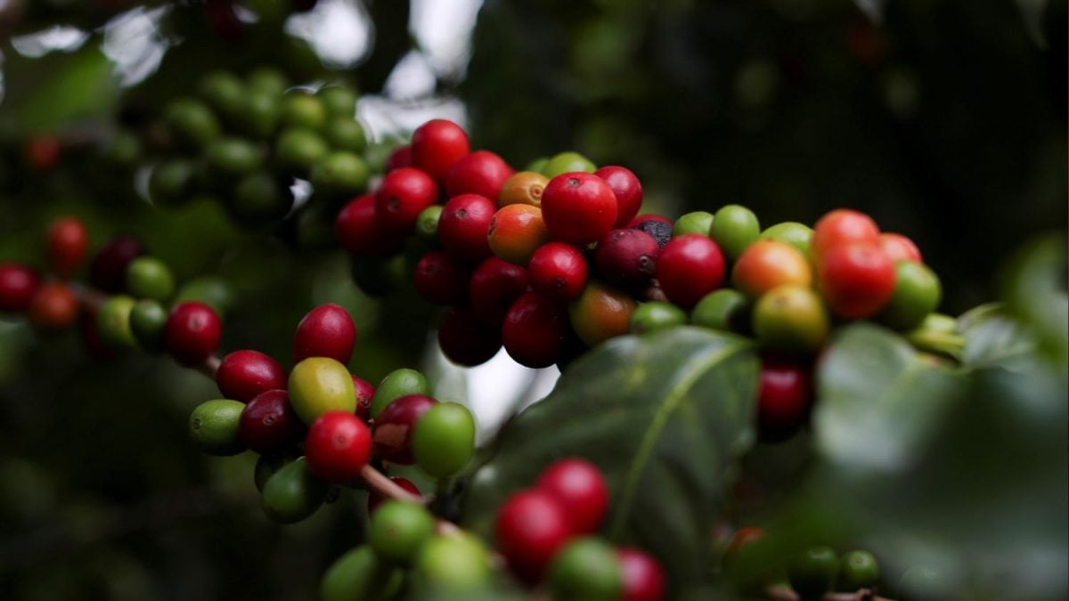 Com Chuvas, Brasil Terá Café Suficiente para Exportação e Consumo em 2025