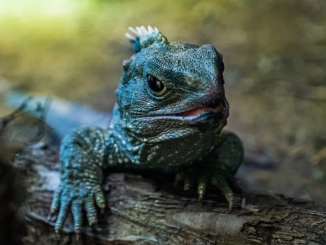 Foto da Tuatara, um dos animais mais longevos do mundo