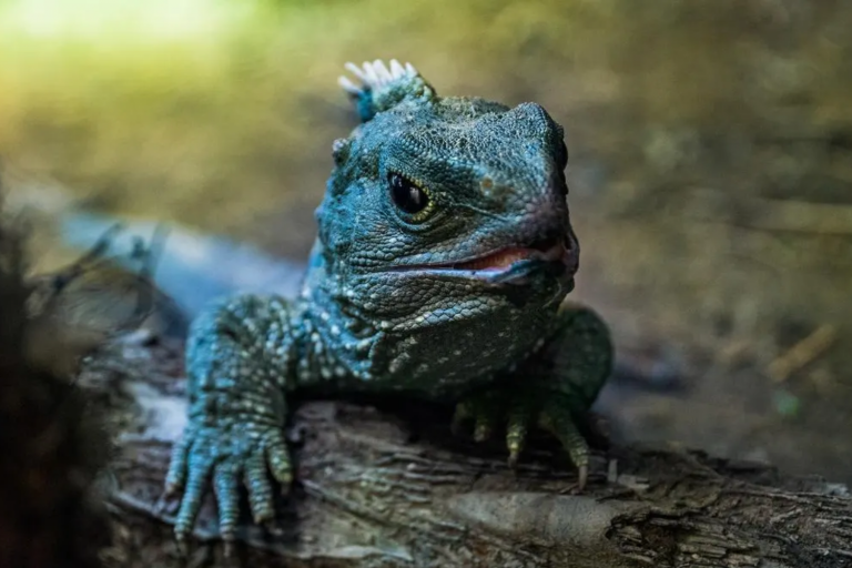 Foto da Tuatara, um dos animais mais longevos do mundo