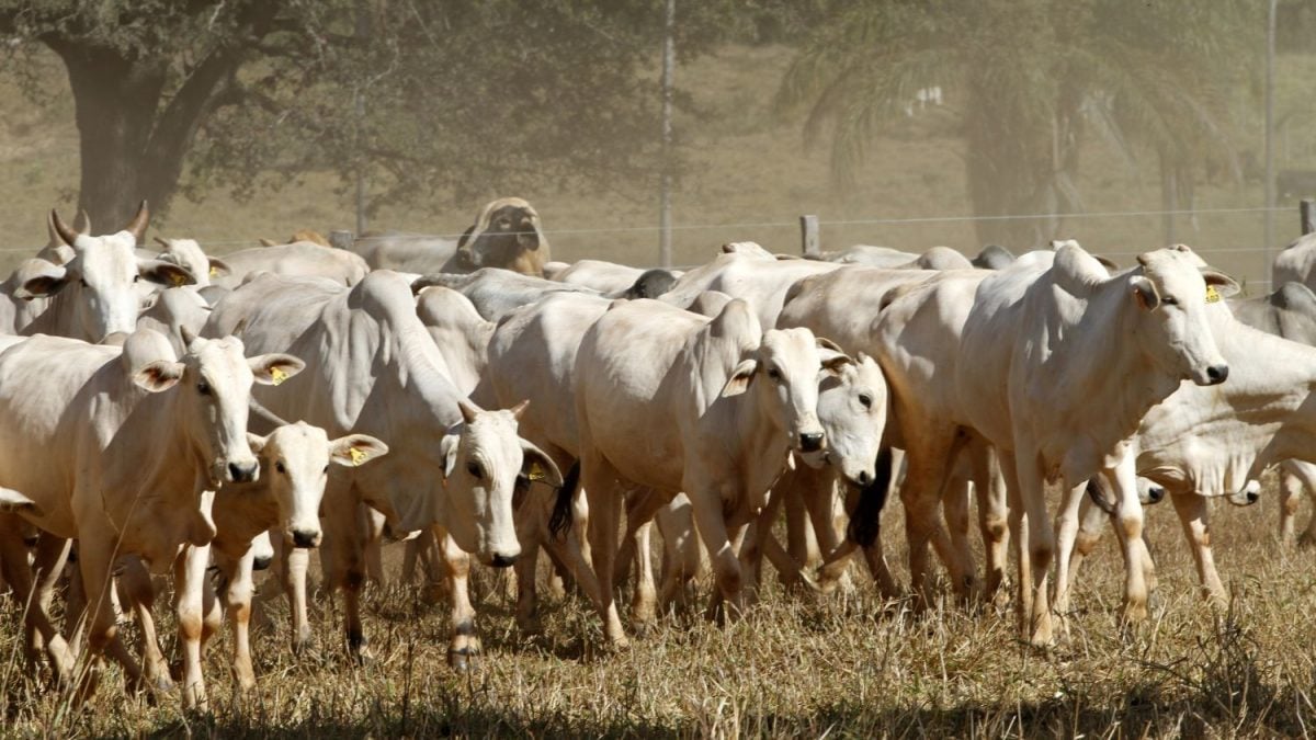 Brasil Vai Implantar Sistema de Rastreabilidade Bovina