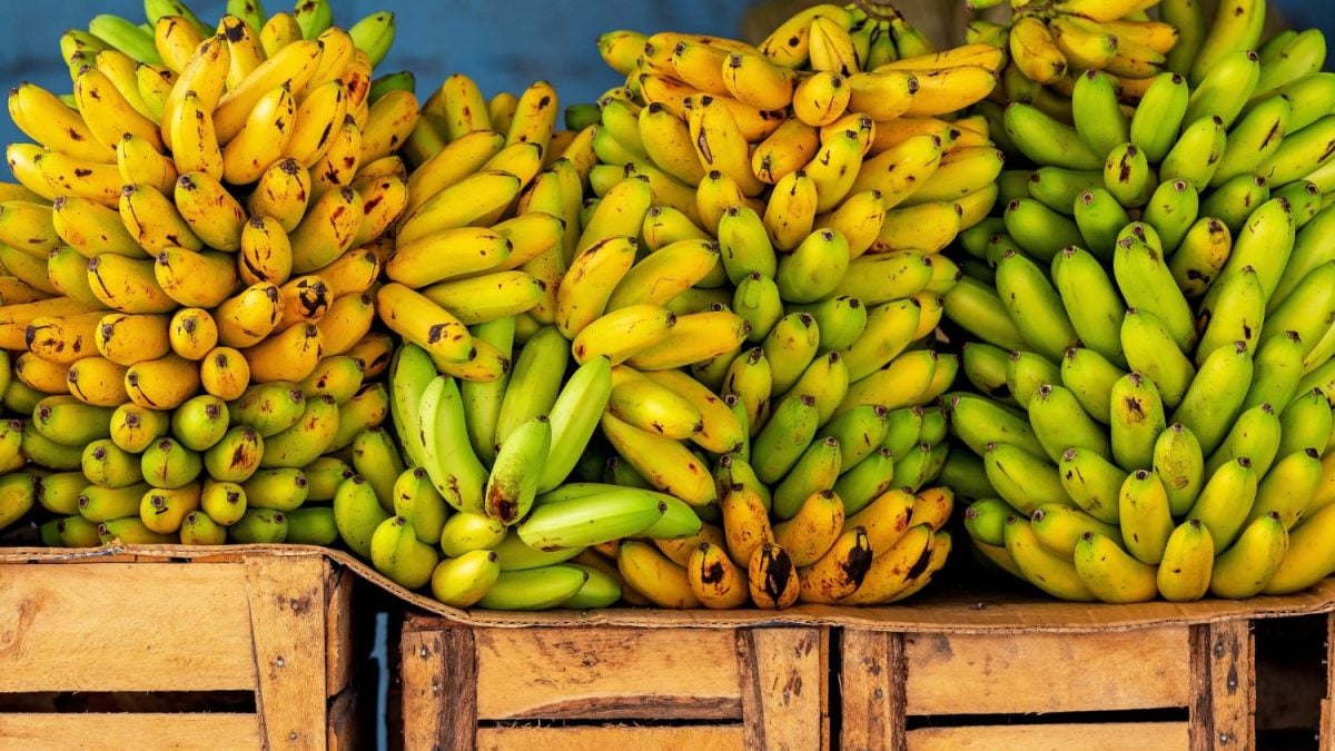 Equador se Torna o Maior Exportador de Banana Fresca do Mundo