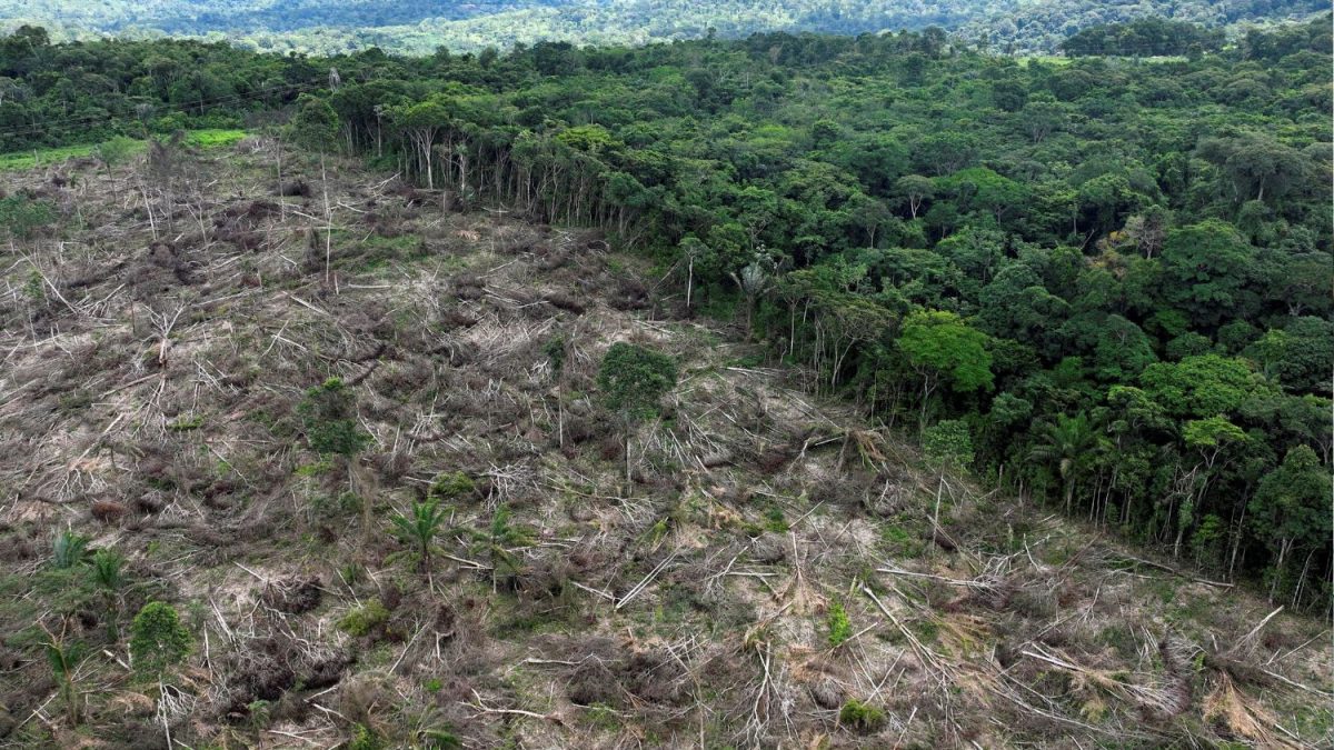 Startup Faz Parceria com Agro Penido para Reflorestar Terras Degradadas na Amazônia