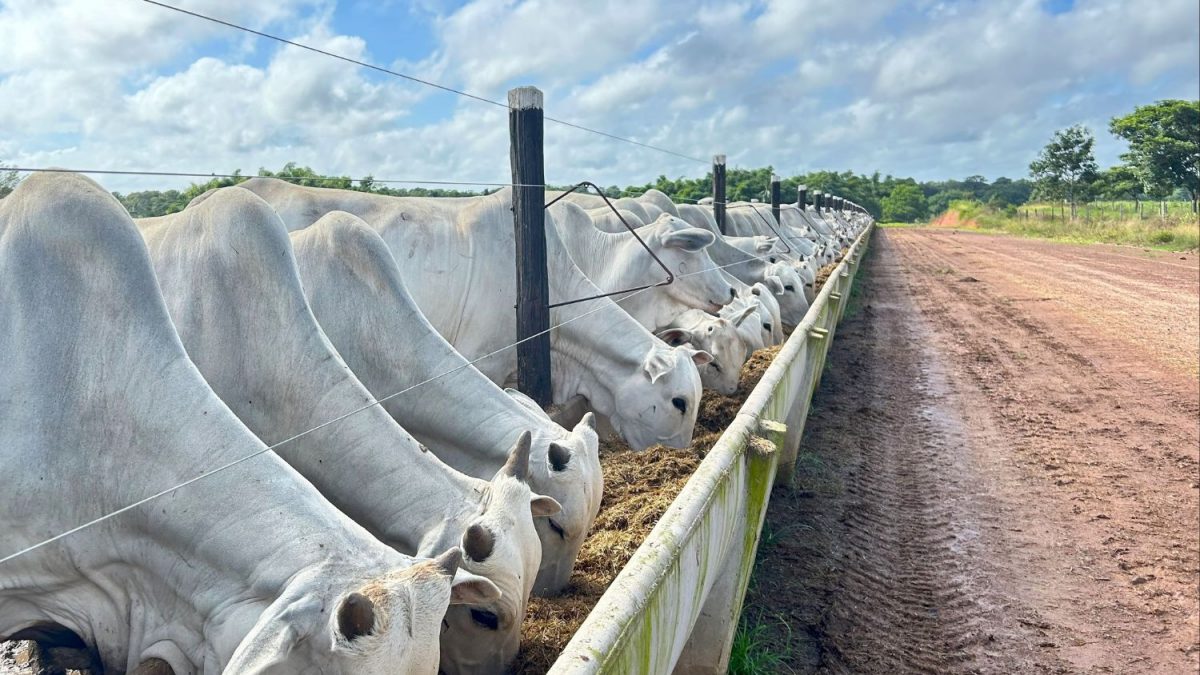 Brasil confinou 7,96 milhões de bovinos em 2024