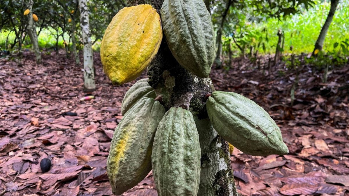 Cacau Atinge Recorde por Preocupações com Déficits no Mercado