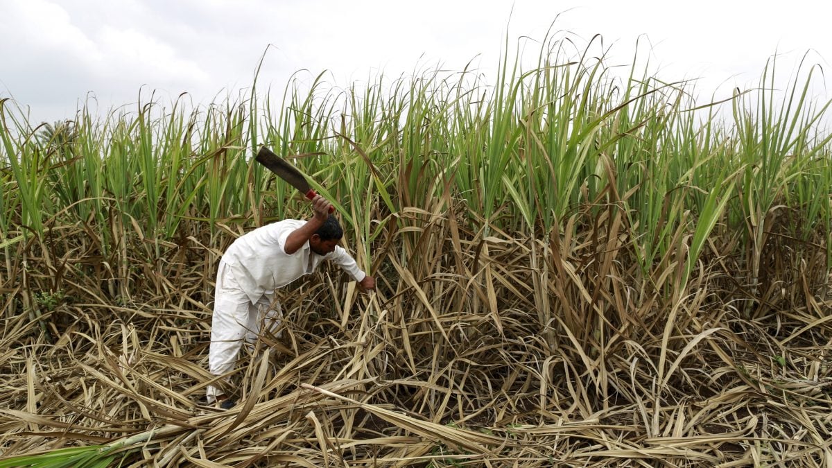 Açúcar Branco Atinge Menor Nível em 3 Anos, Enquanto Açúcar Bruto Estende Queda