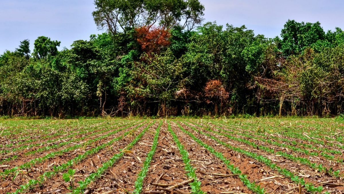 Cofco Está Comprometida com Moratória da Soja