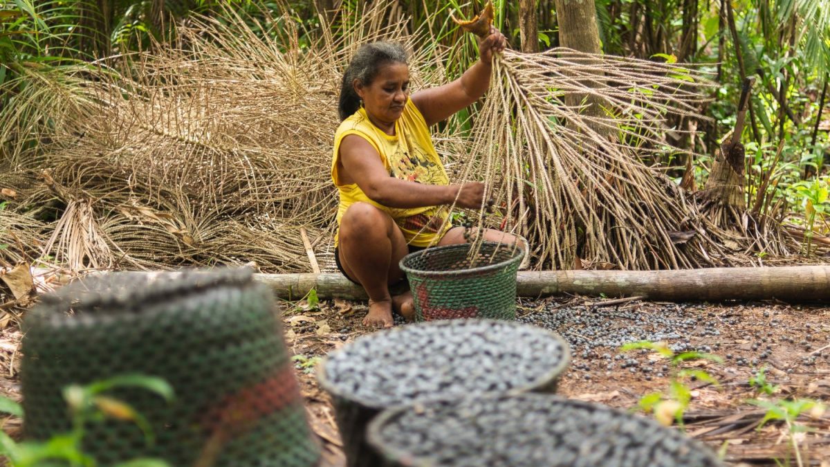 Mulheres Lideram Produção de Açaí na Amazônia