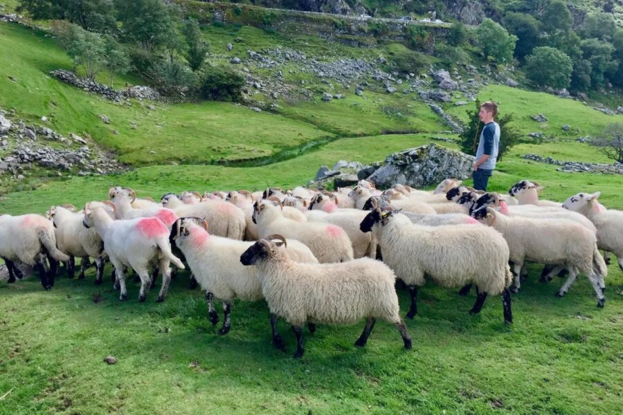 Wilderness Ireland