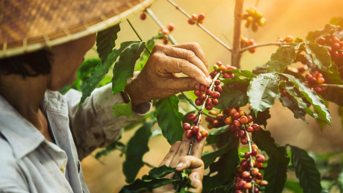 Segundo maior exportador global de café, Vietnã fecha 2024 com US$ 5,6 bi na conta