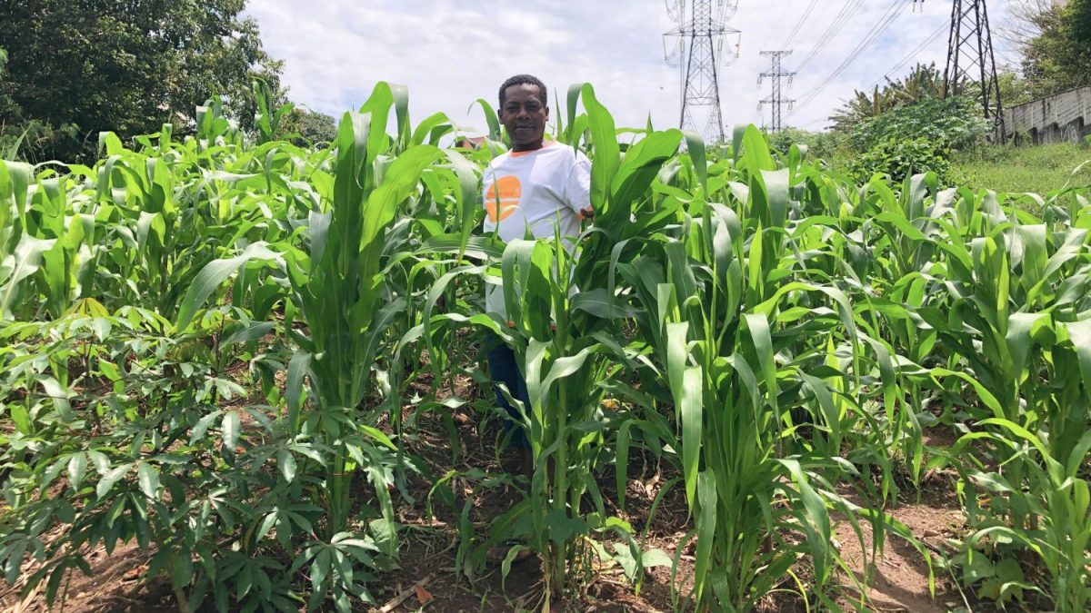 Agro da cidade de SP é do tamanho de uma fazenda de 50 mil hectares