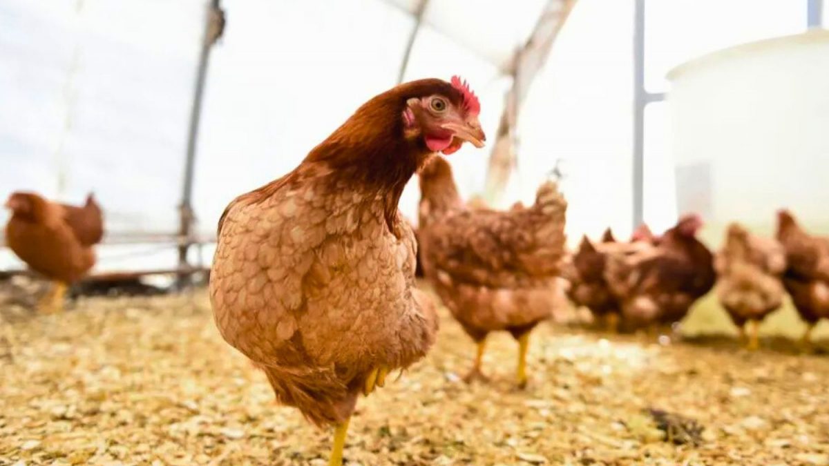 Galinhas e Porcos em Gaiolas: Guerra Contra Elas Era Para Terminar em 2025